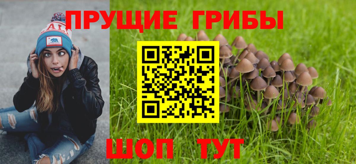 Галлюциногенные грибы Psilocybine cubensis Калининград